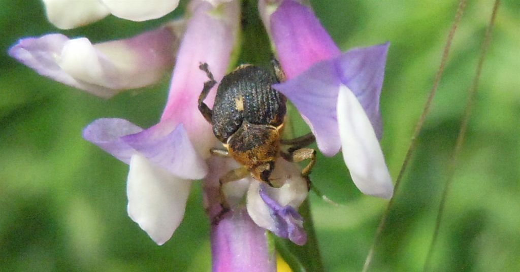 Mononychus punctumalbum - (Curculionidae)